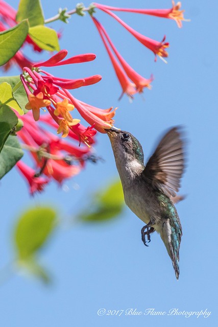 Ruby-throated Hummingbird ©
