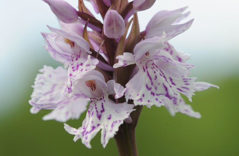 20160627-145F | Gefleckte Fingerwurz, Kola-Varietät (Dactylorhiza maculata var. kolaensis = subsp. montellii) im Tänndalen. Jämtland / Schweden, 27.06.2016