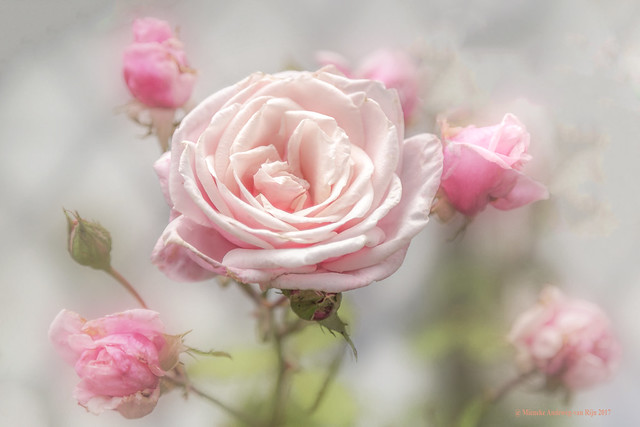 Rosa Blossomtime