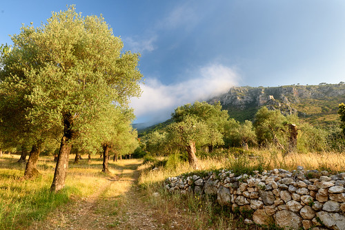 Venafro - Parco dell'olivo