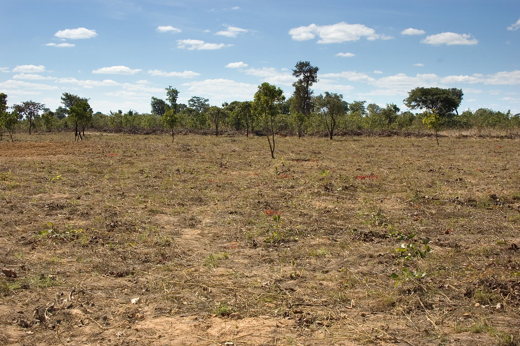 The opening of land for large-scale jatropha plantations often displaces traditional land use practices, including collection of non-timber forest products...