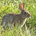 Flickr photo 'Eastern Cottontail (Sylvilagus floridanus)' by: Mary Keim.