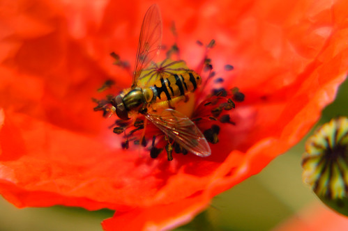Male marmalade hoverfly on poppy