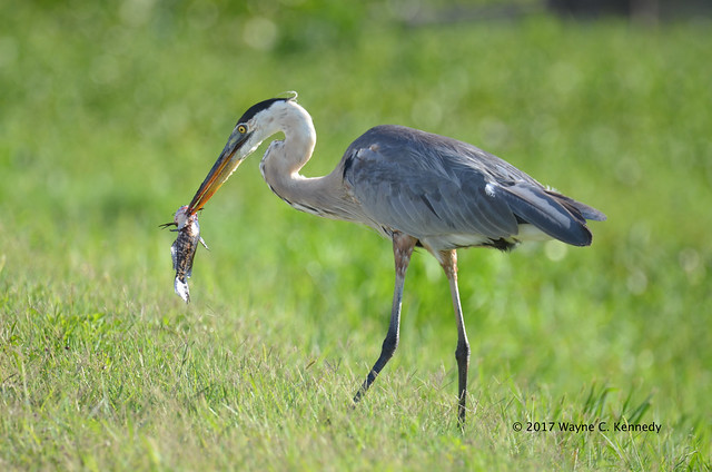 Great Blue Heron with catfish