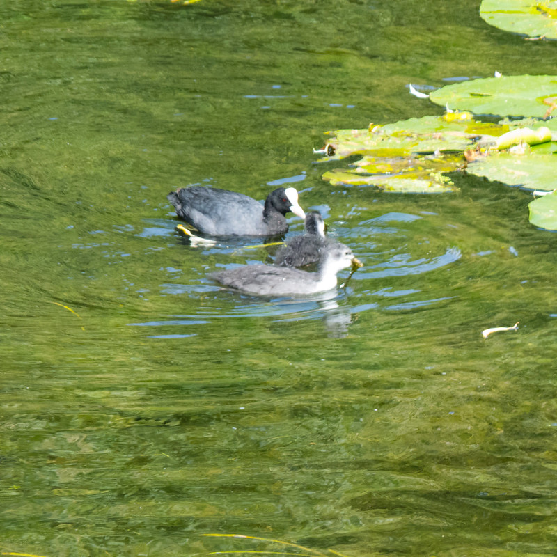 Coots on river