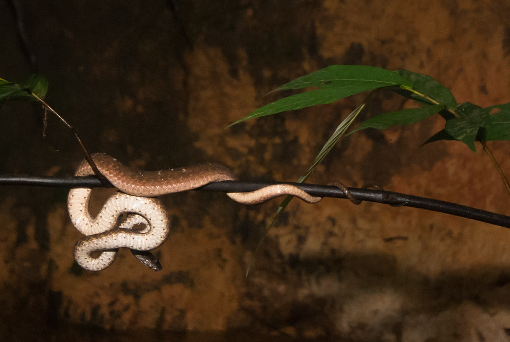 A snake found in Kenasau Forest, Danau Sentarum National Park, West Kalimantan, Indonesia.