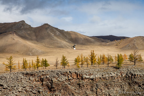 mongolia wtf asia autumn larch trees chuluutrivergorge chuluutgorge