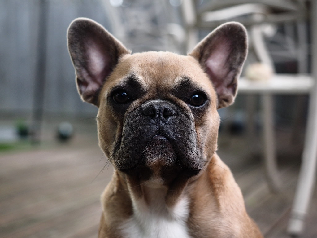 Theordore, the Frenchie. | French Bulldog | Will.Mak | Flickr