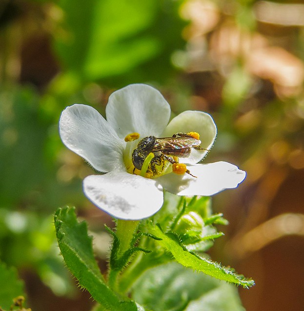 Tetragonula carbonaria bee working hard....