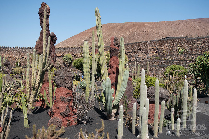 El Jardín de Cactus de Lanzarote
