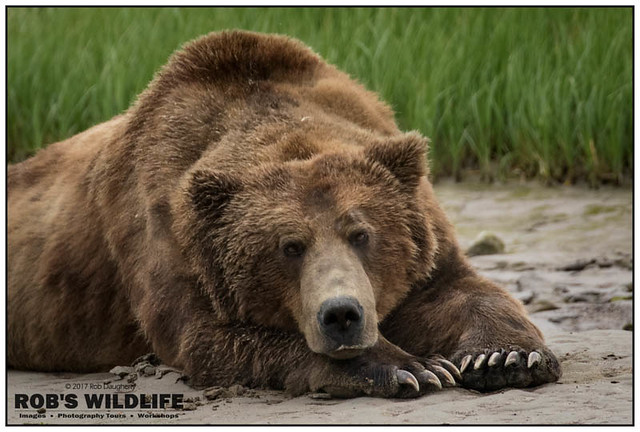 Alaska Brown Bear 070117-7342-W.jpg