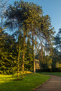 Antrim Castle Gardens at sunrise