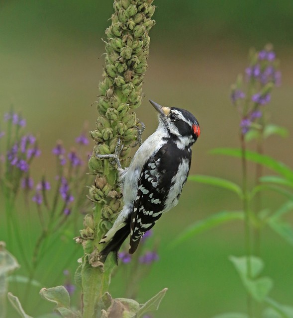 Male Downy woodpecker on mullein plant