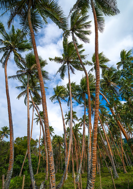Coconuts trees plantation, Shefa Province, Efate island, Vanuatu