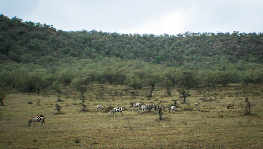 Zebras grazing in Kenya. Photo by Terry Sunderland/CIFOR cifor.org blog.cifor.org...