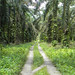 Oil palm plantation landscape