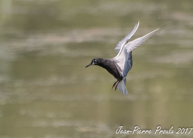 Guifette Noire / Black Tern