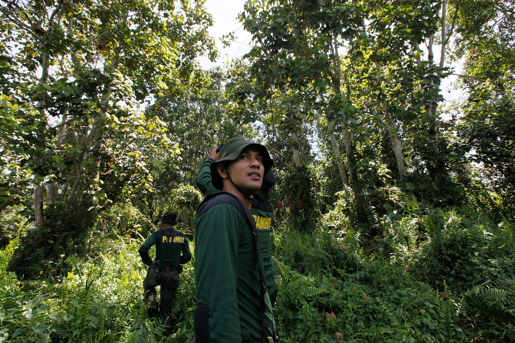 Indonesian Forest Rangers patrol the healthy part of Tripa peat swamp forest in Nagan Raya, Aceh province, Indonesia, September 30,...