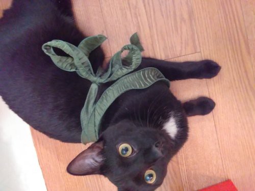 This is my boy raisins! He is rude and likes to lick saltine... - The Caturday | by TheCaturday