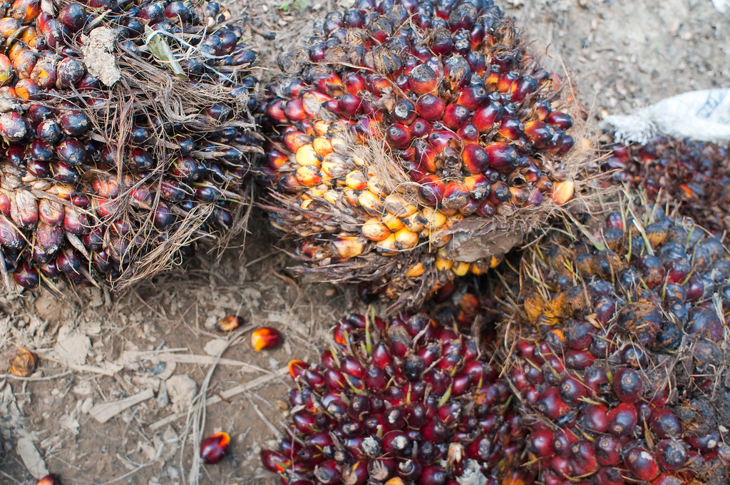 Oil palm fruits.East Kalimantan, Indonesia.