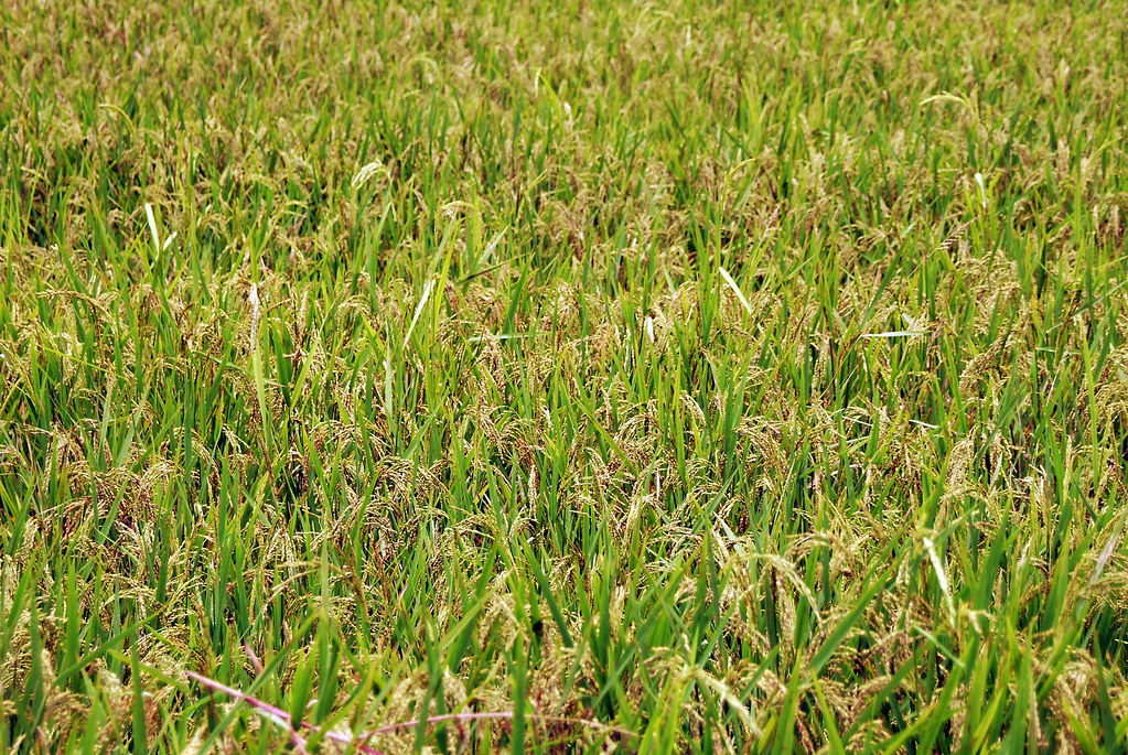 A close up of a rice paddy field in Gunung Simpang, West Java, Indonesia.
