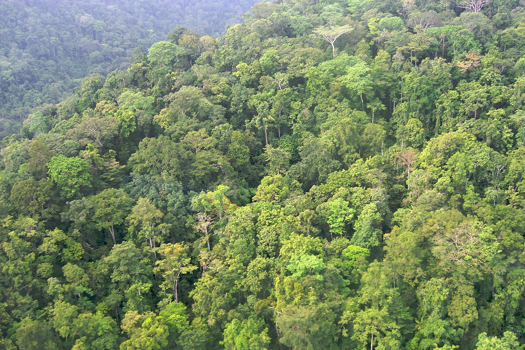 Dense rainforest in Kwerba, Papua, Indonesia.