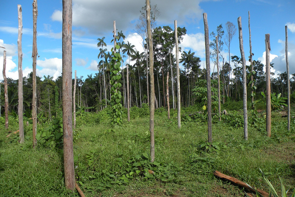Oil palm plantation in Papua, Indonesia.