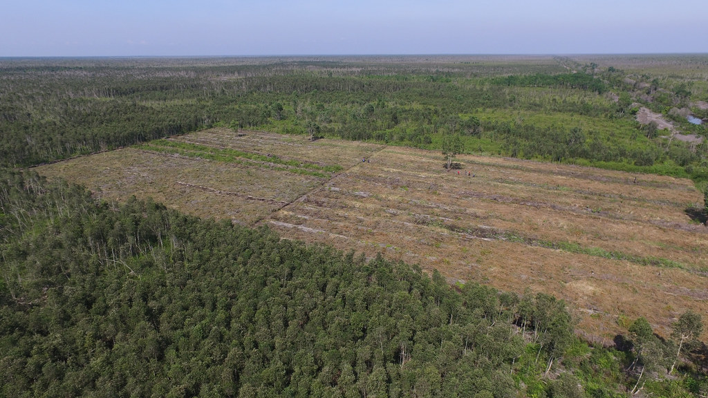 The two-hectare bioenergy trial plot in Buntoi, Central Kalimantan.
