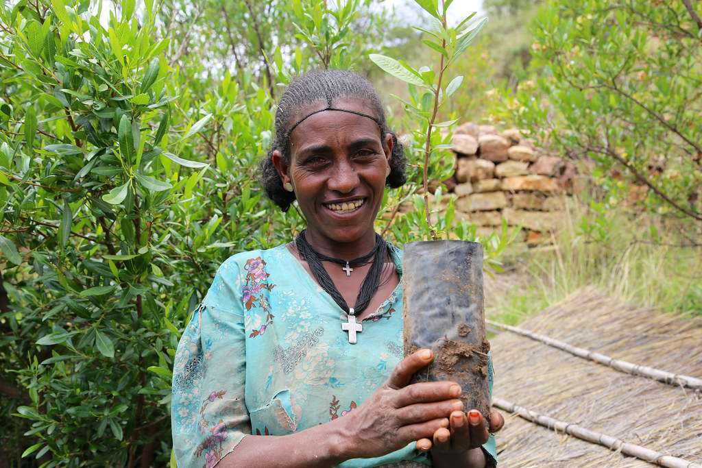 A woman holds a sapling that will be planted in a reforestation area in Tigray, Ethiopia.