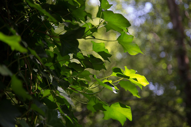 Ivy highlighted in late sun