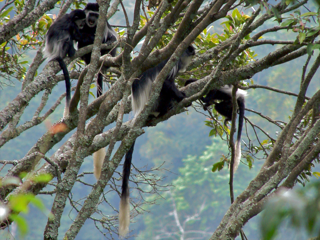 A group of Guereza (Colobus guereza) sat in a tree. Uganda.