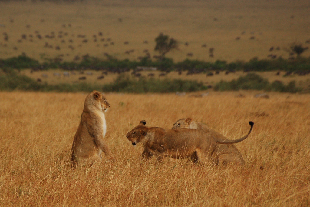 Female lions (Panthera leo) playing in the wild. Kenya.