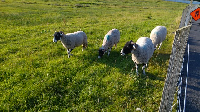 Sheep in Gleann Cholm Cille