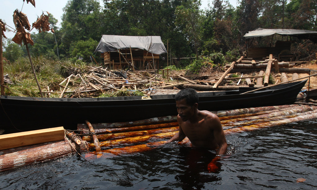 A man goes in the water while holding on to the logs that are transported down the river, Central Kalimantan,...