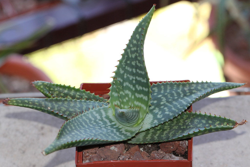 Aloe rubrodonta | 2017-07 [10 cm pot] This plant was bought … | Flickr