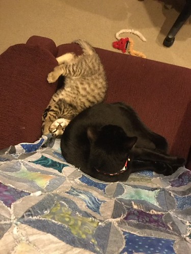 Ms. Lemony Sage and I moved and so she got a friend! Meet Mr.... - The Caturday | by TheCaturday