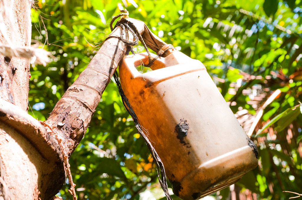 A carton hanging from a tree. East Kalimantan, Indonesia.