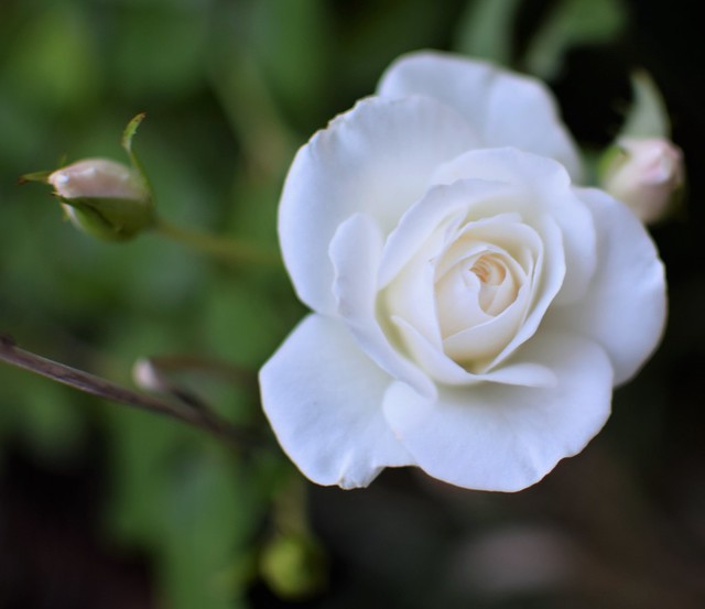White Tea Rose