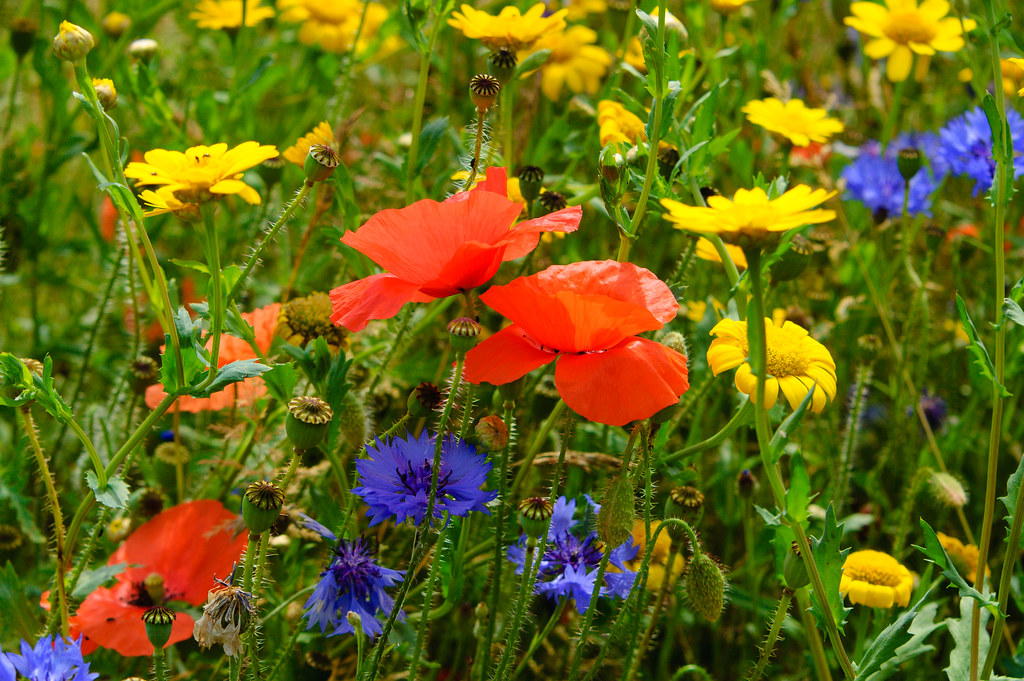Wildflower Meadow, Bantock Park | David | Flickr