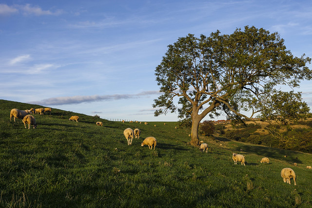 Low Sunlight over Grazing Sheep