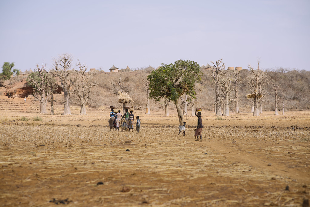 Loaga village while on the road there is a zone of Baobab reforestation. Burkina Faso. Africa.