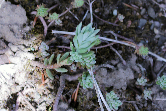 Petrosedum sediforme (Jacq.) V. Grulich (Syn. Sedum sediforme (Jacq.) Pau_ - BG Meise