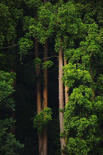 jawabarat landscape indonesia verticals nationalparks sukabumi imagecolorstyleformat cifor trees situgunung tropicalforests rainforests westjava kabupatensukabumi forests regions asia conservation jawa id