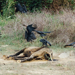 Vulture Wake Feeding on Horse Carcass