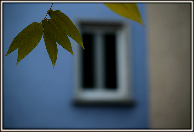 Window'z Bluez