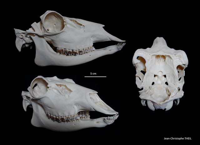 Crâne de Daim / Fallow Deer Skull (Dama dama)
