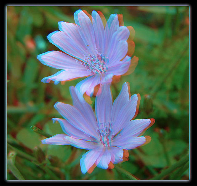 Chicory Duet - Anaglyph 3D