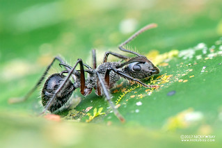 Ant (Polyrhachis sp.) - DSC_7224