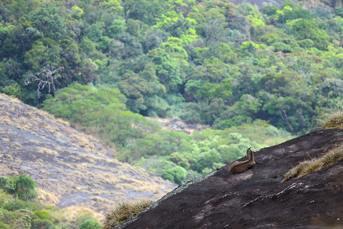 chokramudi munnar kerala nilgiri tahr