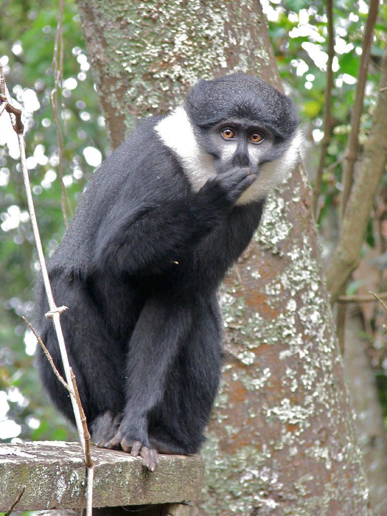L'Hoest's monkey (Cercopithecus lhoesti) Bwindi Impenetrable National Park. Its currently classed as vulnerable on the ICUN red list.